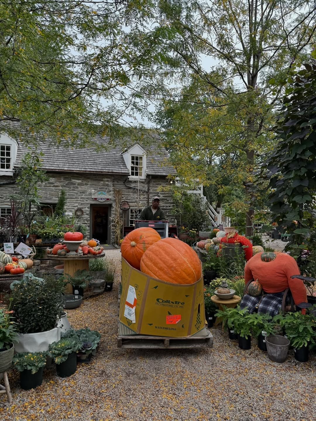 2 Storybook Pumpkin Patch Decor