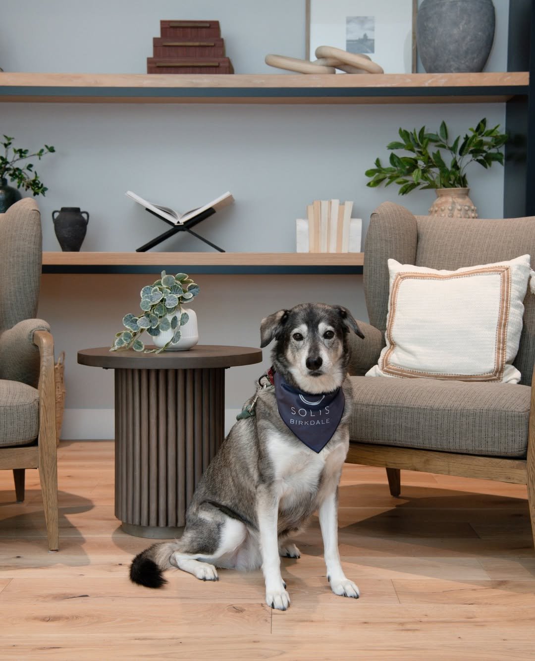Calm Pet-Friendly Living Room