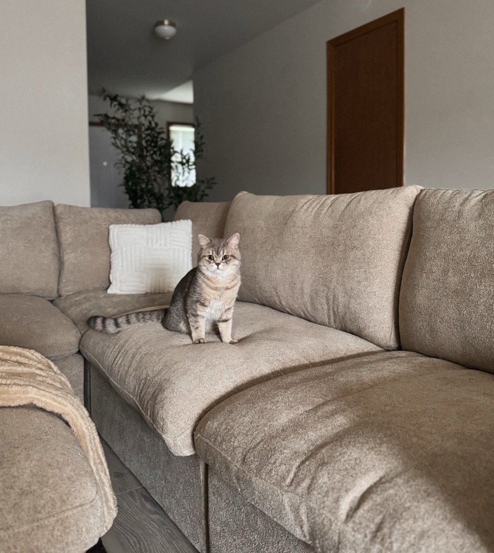 Cat Sectional