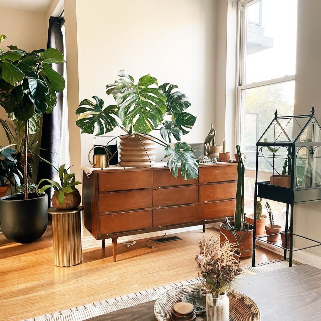 Corner Areca Palm