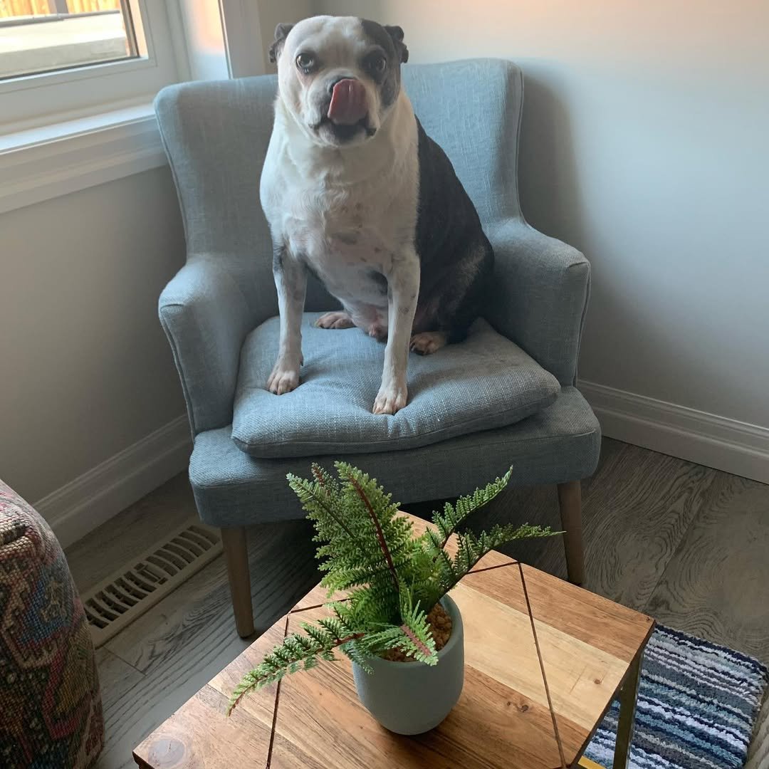Dog Reading Nook by the Window