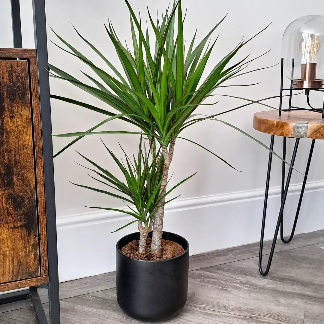 Dracaena in a Hairpin Corner