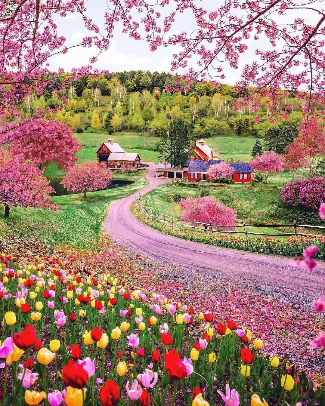 Flowering Country Road