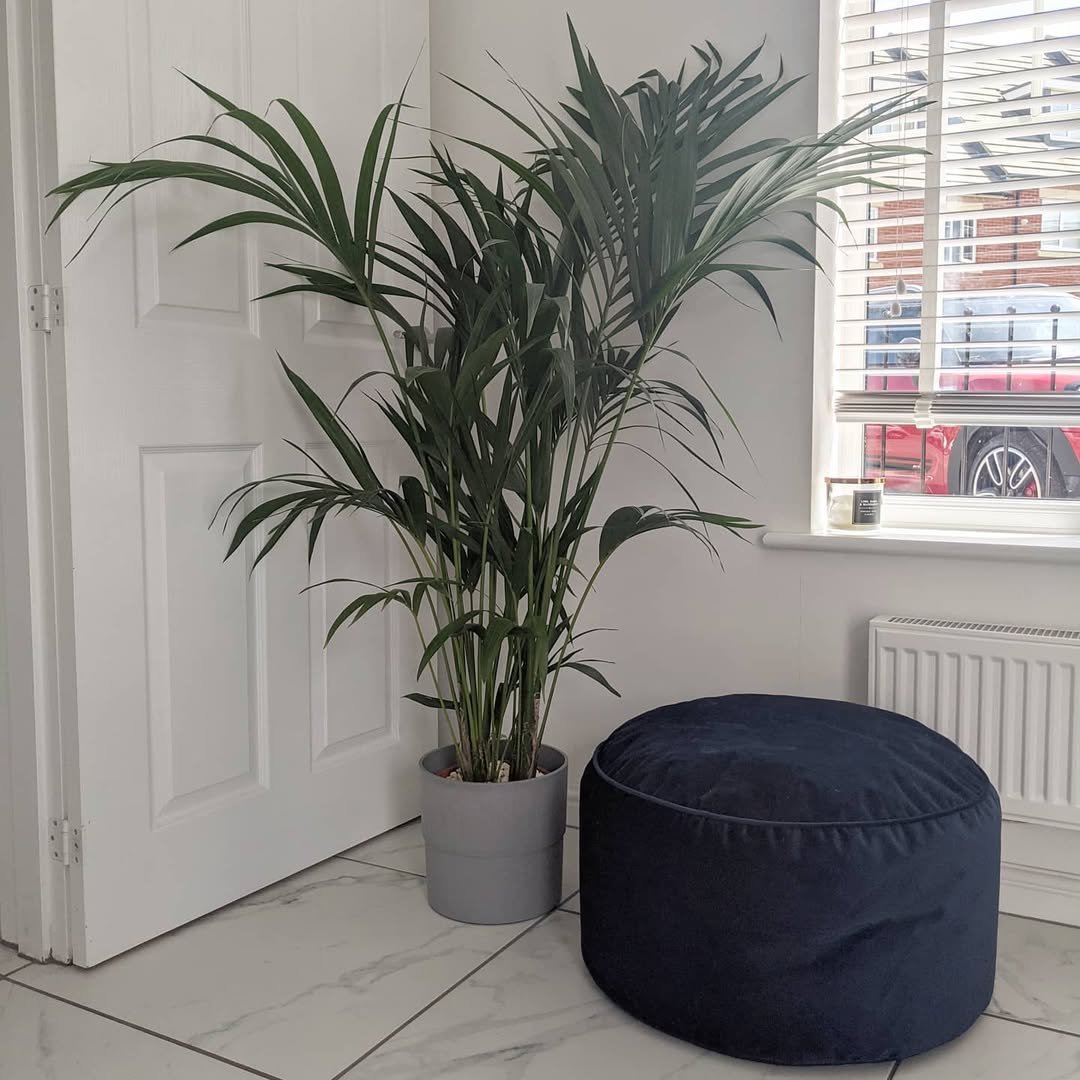 Kentia Palm in a Window Corner