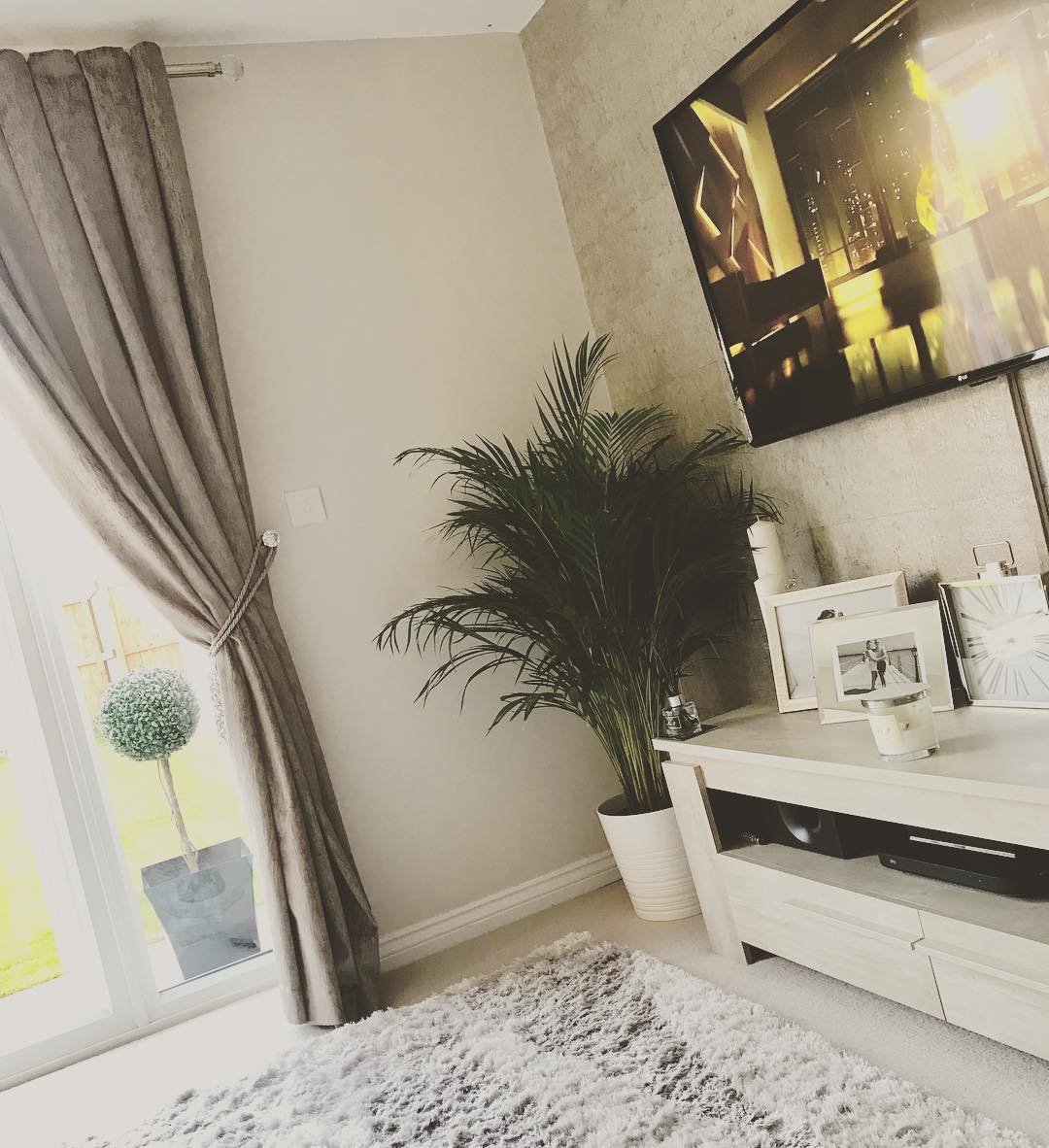Nook Kentia Palm