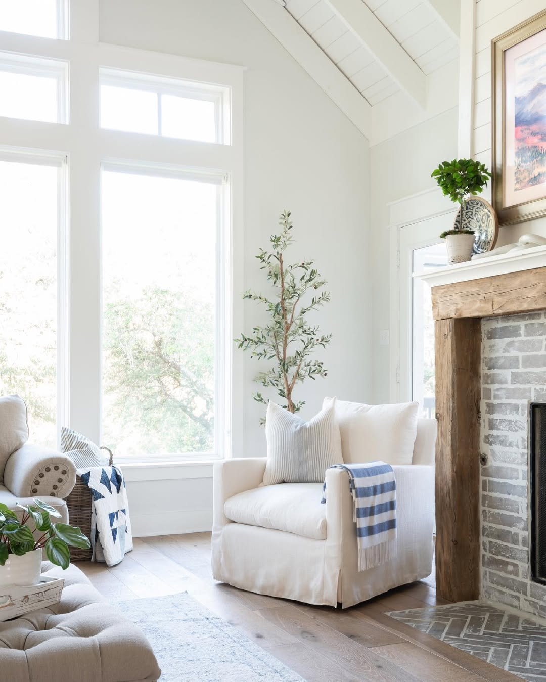 Olive Tree Between Tall Windows