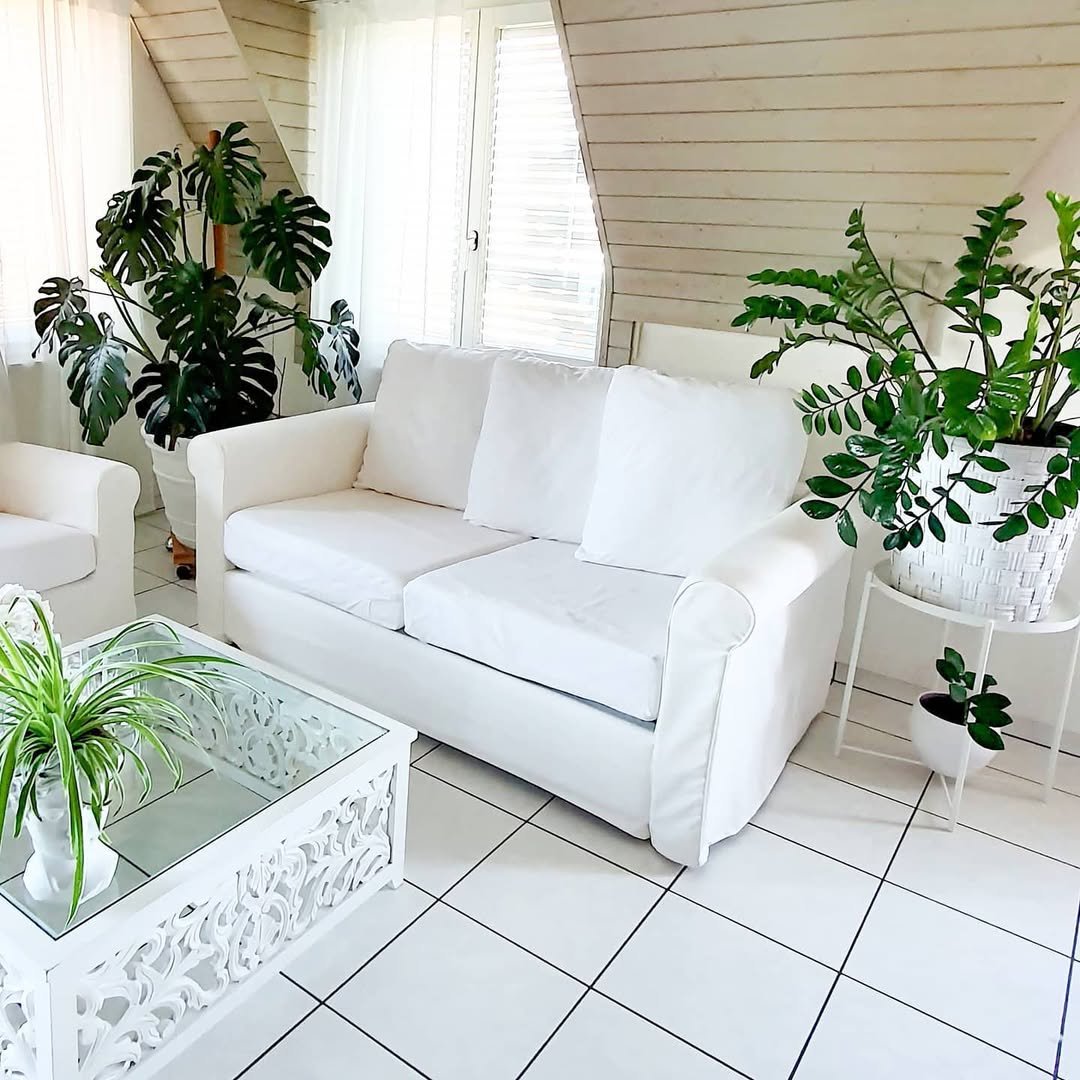 Plant Trio in an All-White Room