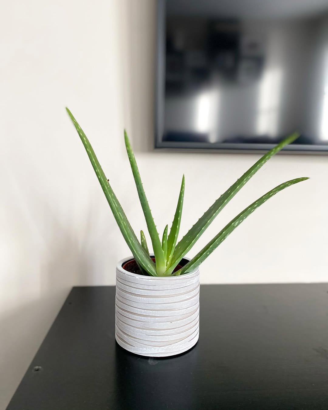 Single Aloe Arrangement