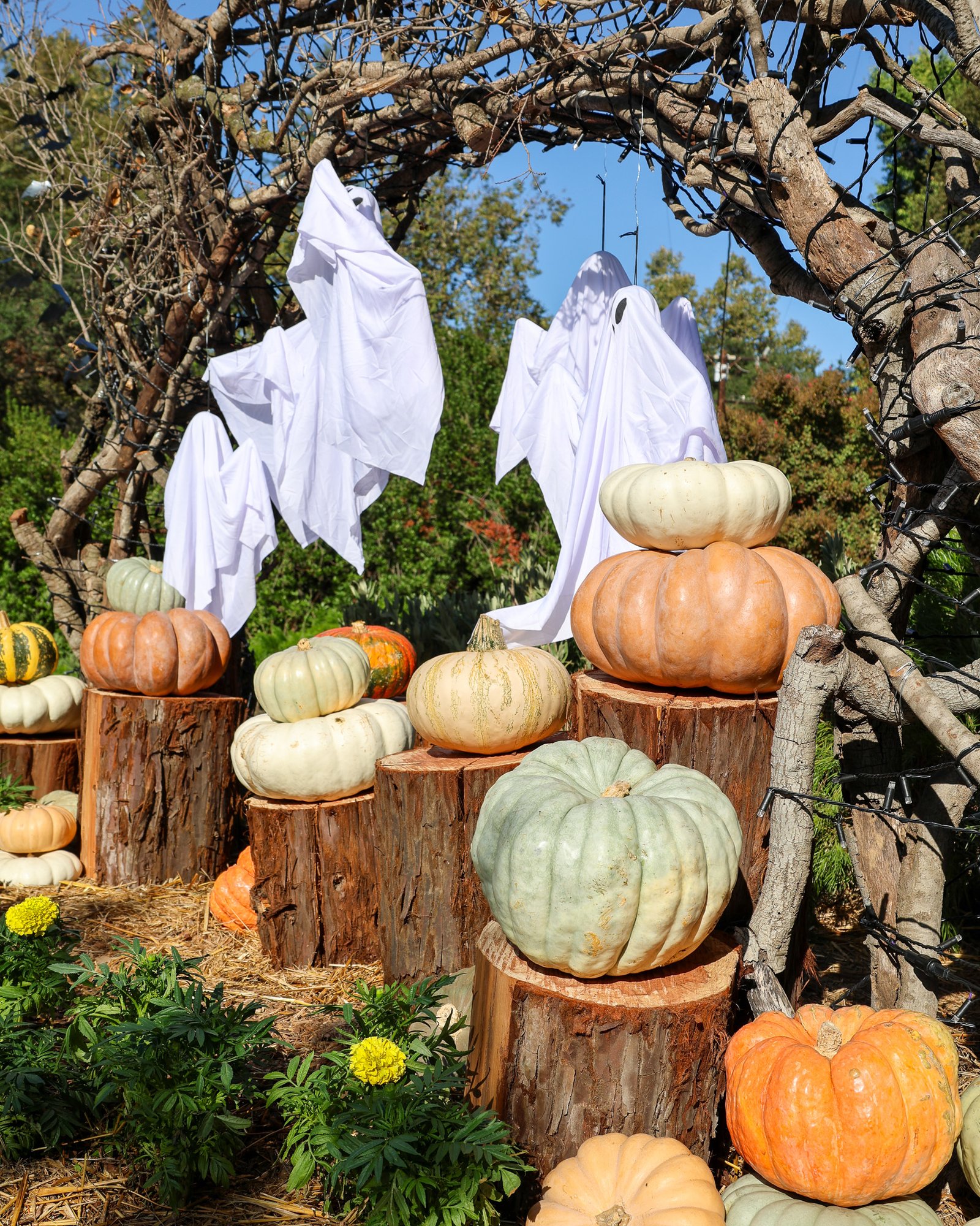 Staggered Pumpkin Row