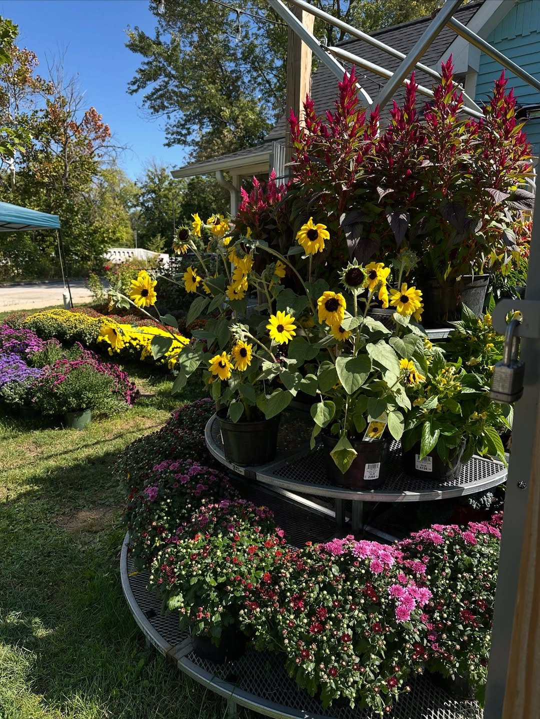 Sunflowers on a Stand