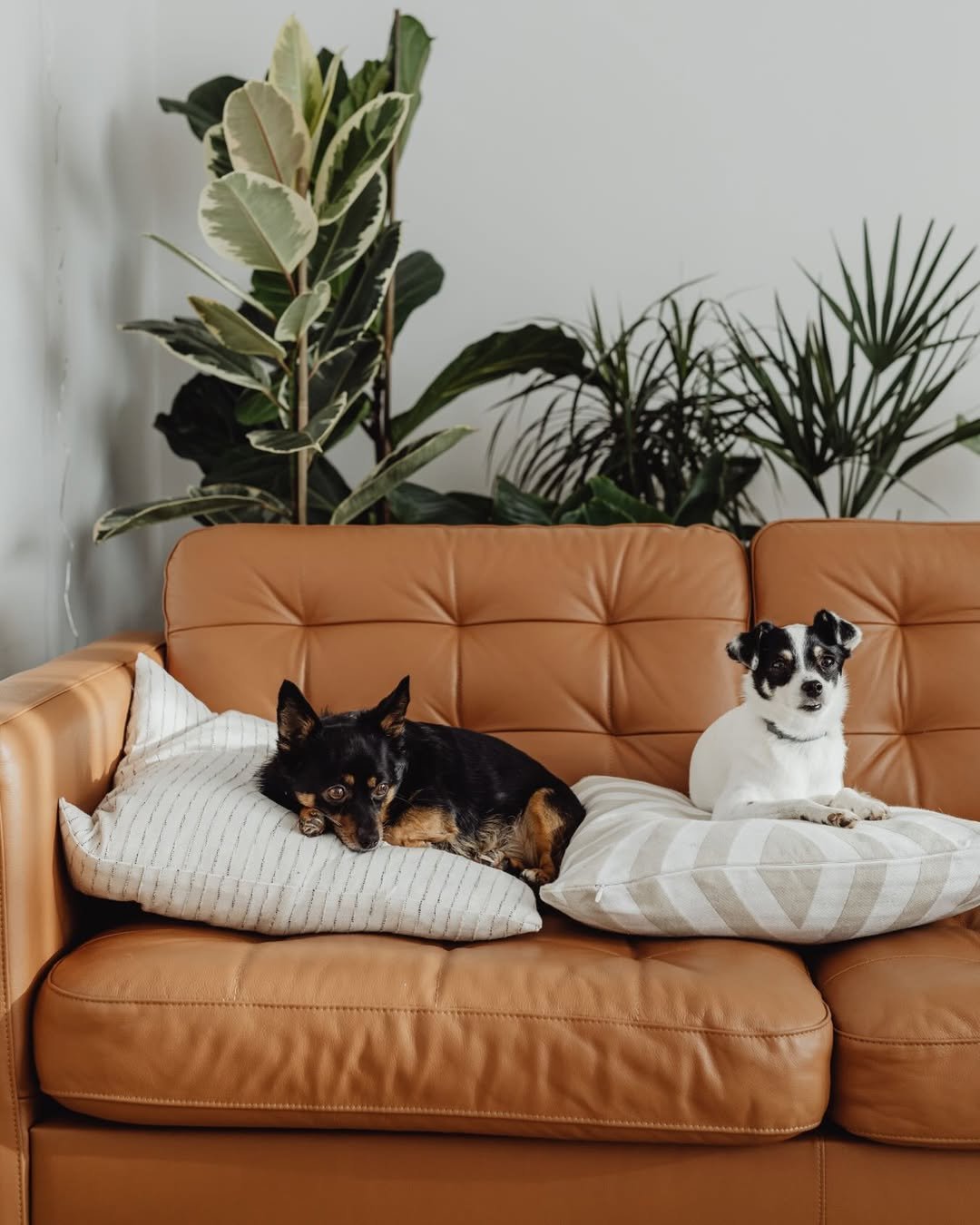 Tan Leather Seating