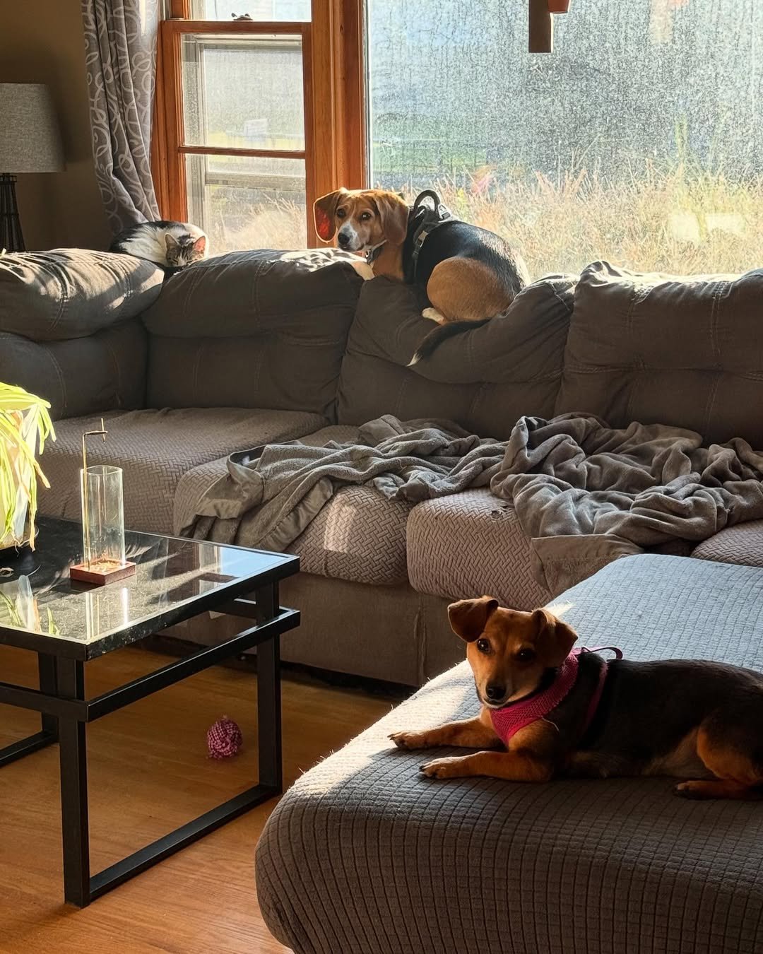 Three Pets on a Sectional
