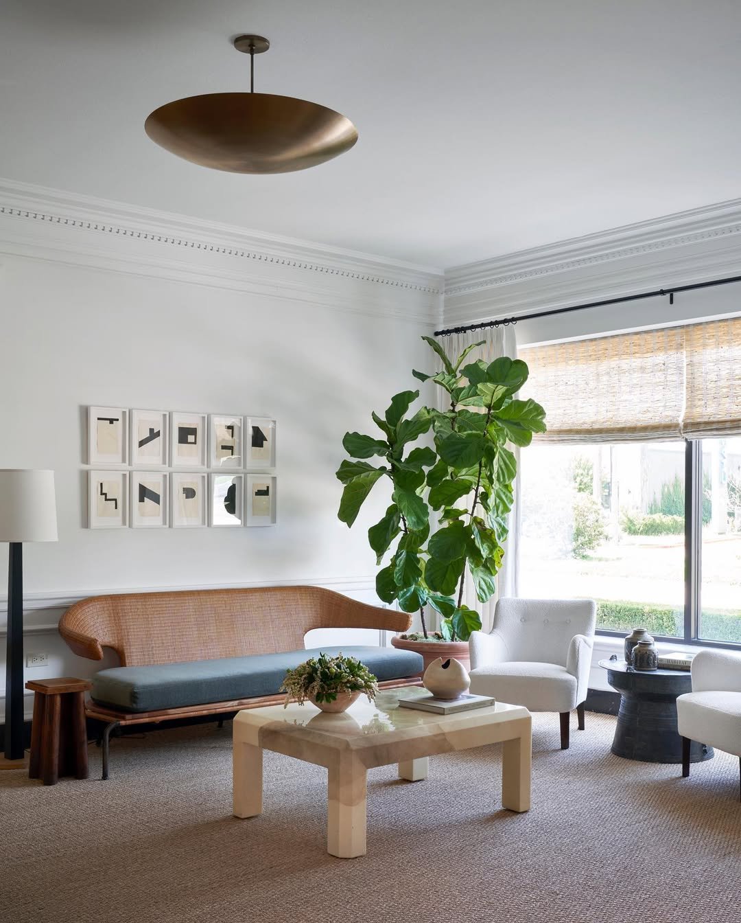 Towering Fiddle Leaf Fig