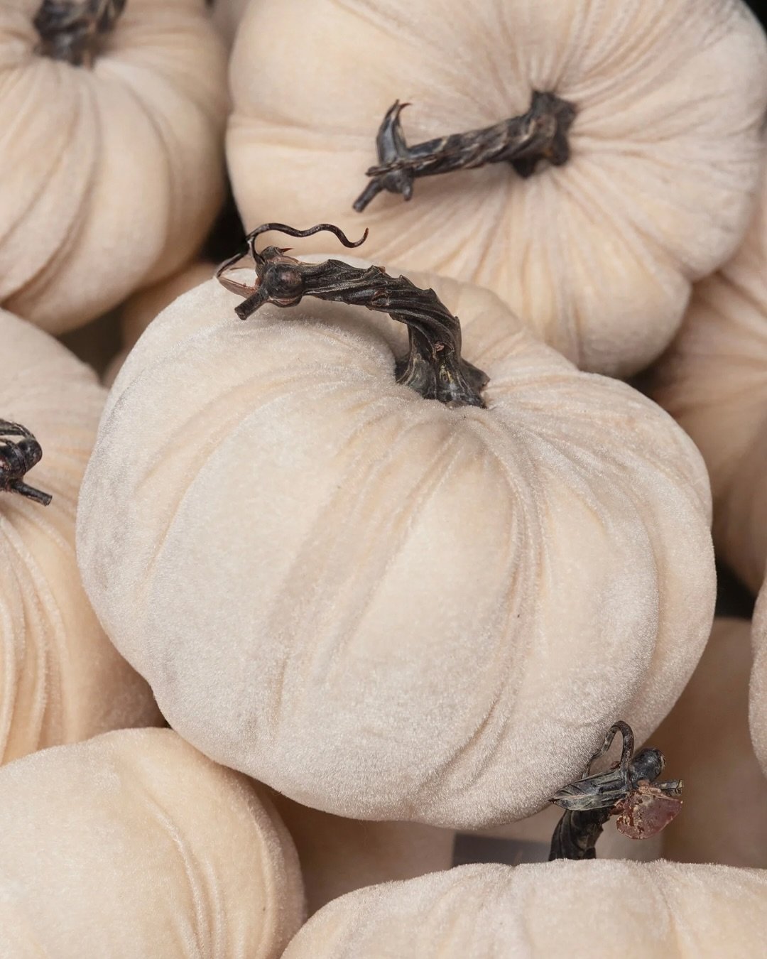 Velvet Pumpkin Display