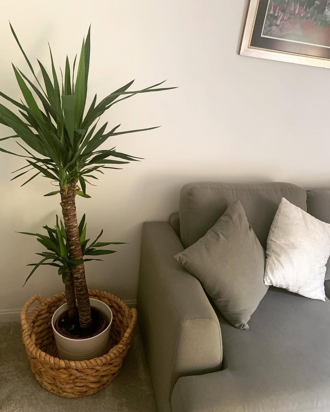 Yucca by the Sofa